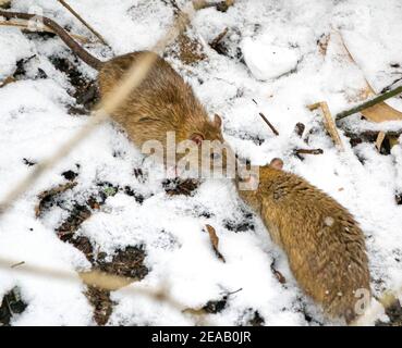 Zwei braune Ratten (Rattus norvegicus) küssen sich im Schnee. Dieses Verhalten, Ratten schnüffeln sich gegenseitig, wird geglaubt, um soziale Hierarchie zu verstärken. London, Großbritannien Stockfoto