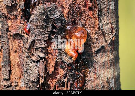 Nahaufnahme des Zahnfleischs, der aus dem Baumstamm von Acacia aufgrund von Stress austreten soll, South Australia Stockfoto