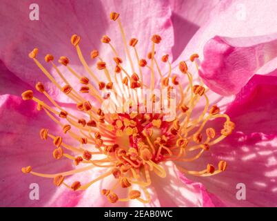 Stempeln einer Strauchrose, Makroaufnahme, Bayern, Deutschland, Europa Stockfoto