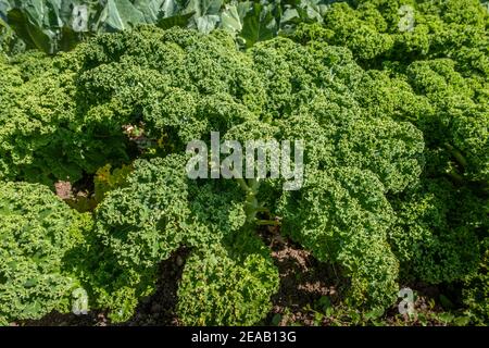 Kale (Brassica oleracea var.sabellica) in einem Gemüsebeet, Bayern, Deutschland, Europa Stockfoto