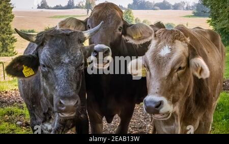 Kühe auf der Weide, Marktoberdorf, Allgäu, Schwaben, Bayern, Deutschland, Europa Stockfoto