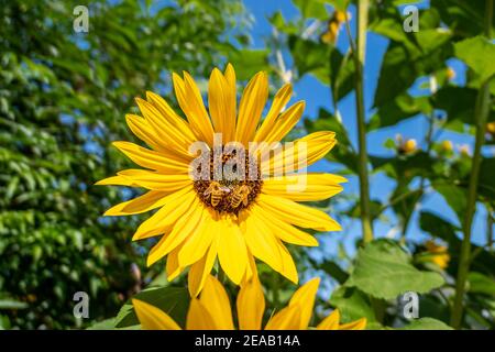 Sonnenblumen mit Bienen (Helianthus annuus), Marktoberdorf, Allgäu, Schwaben, Bayern, Deutschland, Europa Stockfoto