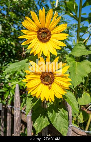 Sonnenblumen mit Bienen (Helianthus annuus), Marktoberdorf, Allgäu, Schwaben, Bayern, Deutschland, Europa Stockfoto