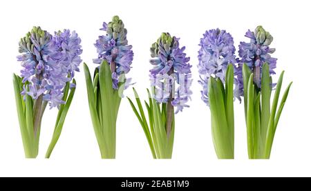 Lila Hyazinthe Blüten und Knospen mit Blättern isoliert auf weiß. Hyacinthus Frühlingspflanzen. Vier Objekte festgelegt. Stockfoto