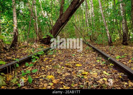 Überwuchert Schienen einer stillgewordenen Eisenbahnlinie, Starnberg, Bayern, Deutschland, Europa Stockfoto