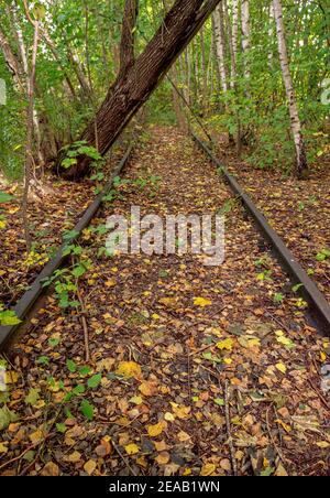 Überwuchert Schienen einer stillgewordenen Eisenbahnlinie, Starnberg, Bayern, Deutschland, Europa Stockfoto