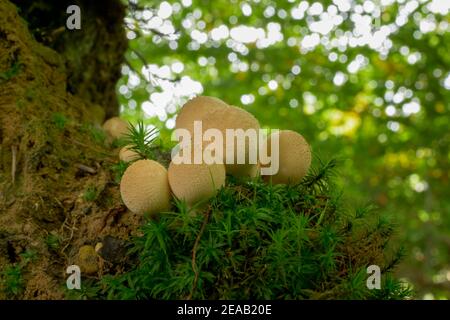 Flaschenstaub oder Flasche bovist (Lycoperdon perlatum), Bayern, Deutschland, Europa Stockfoto