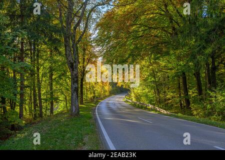 Landstraße durch Buchenwald im Herbst, bei Weilheim, Oberbayern, Bayern, Deutschland, Europa Stockfoto