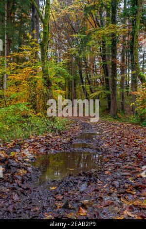 Pfütze auf einem Wanderweg im Regen durch Buchenwald im Herbst, bei Weilheim, Oberbayern, Bayern, Deutschland, Europa Stockfoto