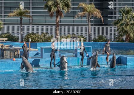 Delfinausstellung in der ozeanographischen Stadt Valencia, Spanien, Europa Stockfoto