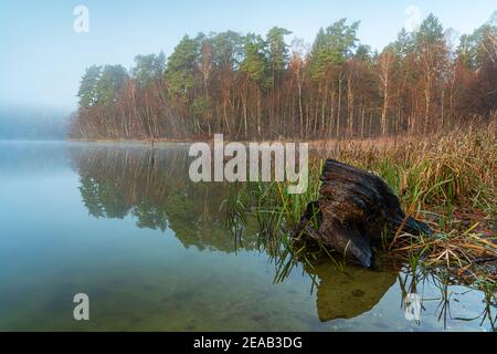 Novembereindruck am Pinnsee bei Mölln Stockfoto