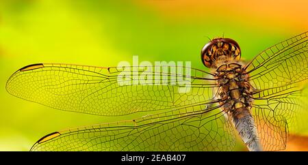 Dragonfly Kopf, Körper und Flügel Details von direkt oben auf einem lebendigen grünen und gelben Hintergrund Stockfoto