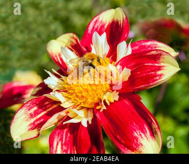 Bumble Bee Bombus pascuorum sammelt Nektar auf Dahlia Danum Fackel Im september für Winterfutter Nester auf dem Boden zu lagern Oder oben in Vogelnestern Stockfoto