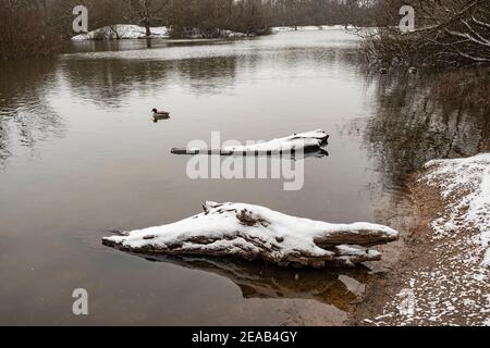 Verschneite Stämme in einer Teichlandschaft in Hollow Pond, Leytonstone, London, UK. Stockfoto