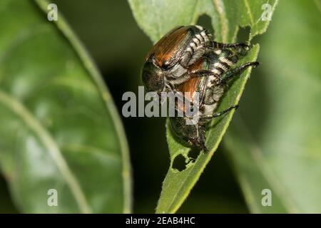 Nahaufnahme eines Paarungspaares japanischer Käfer, Popillia japonica. Stockfoto