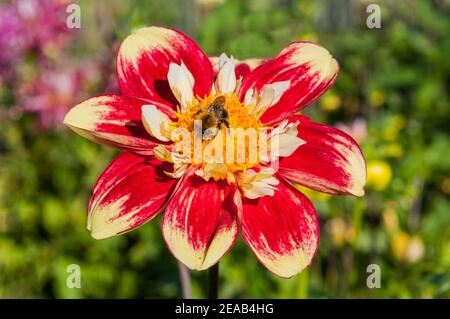 Bumble Bee Bombus pascuorum sammelt Nektar auf Dahlia Danum Fackel Im september für Winterfutter Nester auf dem Boden zu lagern Oder oben in Vogelnestern Stockfoto