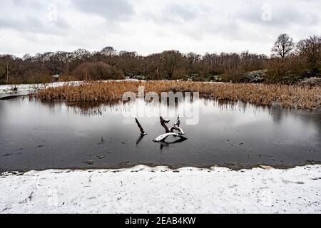 Winterlandschaft in Hollow Pond, Leytonstone, London Großbritannien. Stockfoto