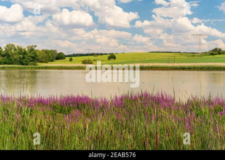 Windischleuba-Staudamm bei Windischleuba, Landkreis Altenburger Land, Thüringen, Deutschland Stockfoto