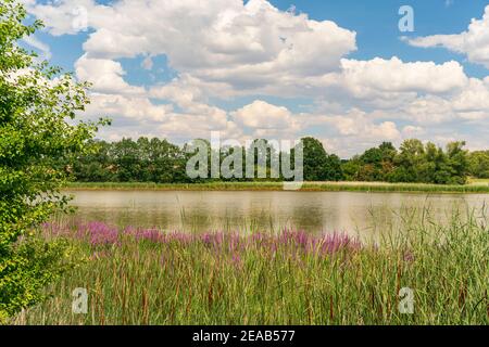 Windischleuba-Staudamm bei Windischleuba, Landkreis Altenburger Land, Thüringen, Deutschland Stockfoto