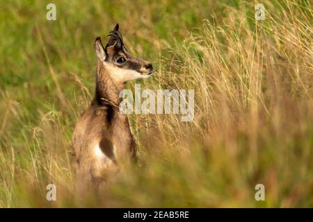 Die gämse (Rupicapra rupicapra), Wildlife, Vogesen, Frankreich Stockfoto