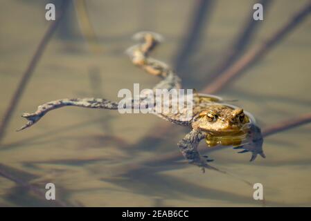 Kröte im Teich Stockfoto