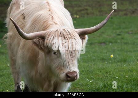 Schottisches Hochlandrind im Jura, Schweiz Stockfoto