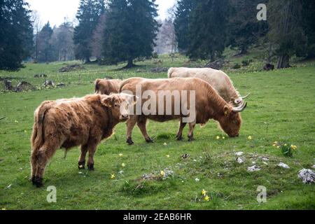 Schottisches Hochlandrind im Jura, Schweiz Stockfoto