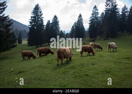 Schottisches Hochlandrind im Jura, Schweiz Stockfoto