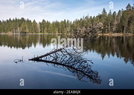 Etang de la Gruyeré Moorsee, Jura, Schweiz Stockfoto