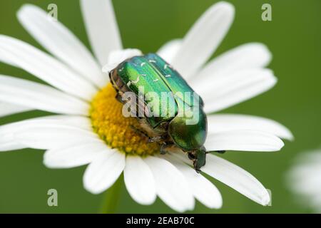 Glänzender Rosenkäfer auf Gänseblümchen Stockfoto