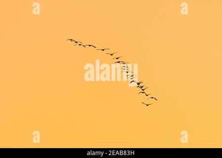 Kanadagänse, die bei Sonnenuntergang in Formation fliegen, (Branta canadensis), Migration, E. Nordamerika, von Dominique Braud/Dembinsky Photo Assoc Stockfoto