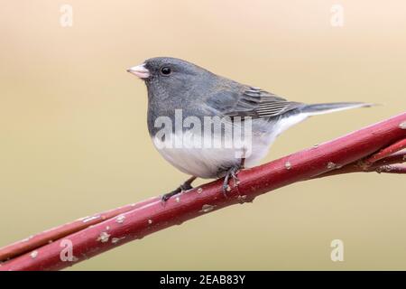 Dunkeläugiger Junco (Junco hyemalis), auf Extremität sitzend, Winter, E USA, von Dominique Braud/Dembinsky Photo Assoc Stockfoto