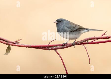 Dunkeläugiger Junco (Junco hyemalis), auf Extremität sitzend, Winter, E USA, von Dominique Braud/Dembinsky Photo Assoc Stockfoto