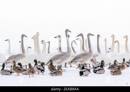 Trompeter Schwäne (Cygnus buccinator) und Mallard Ducks (Anas platyrhynchos), Winter, St. Croix River WI, USA, von Dominique Braud/Dembinsky Photo Assoc Stockfoto