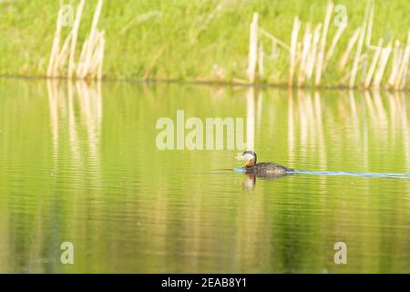 Ein einbunter Rothalstaucher, Podiceps grisegena. Schwimmen in einem Feuchtgebiet im Zentrum von Alberta, Kanada Stockfoto