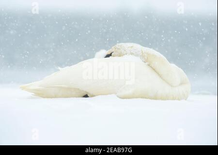 Trompeter-Schwan in Ruhe auf Eis, Mississippi-Flyway, Mid-Winter, USA, von Dominique Braud/Dembinsky Photo Assoc Stockfoto