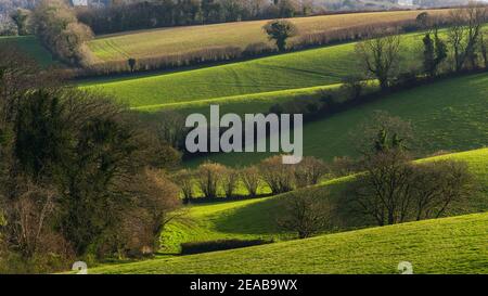 Felder und Wiesen von Conqueror Wood, Torquay, Devon in England in Europa Stockfoto