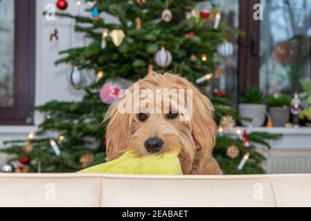 Ein Mini-Golddoodle sitzt auf einem Sofa mit einem Kissen im Mund. Im Hintergrund ist ein Weihnachtsbaum. Stockfoto