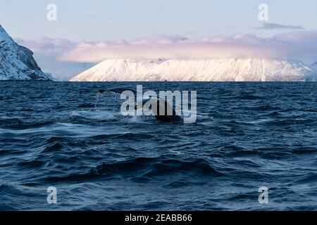 Norwegen, Nord-Norge, Skjervoy, Winter, Meer, Himmel, Sonnenuntergang, Wolken, Buckel, Megaptera novaeangliae, Tour, Fin, Berg, Fjord Stockfoto