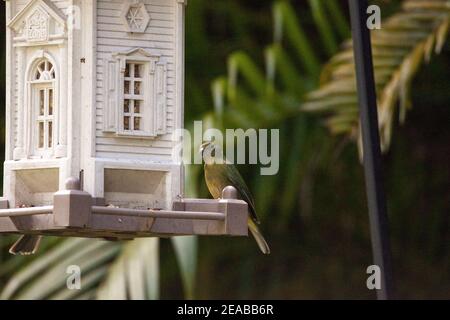 Weibchen gemalt ammer Passerina ciris Vogel auf einem Vogelfutterhäuschen in Naples, Florida. Stockfoto