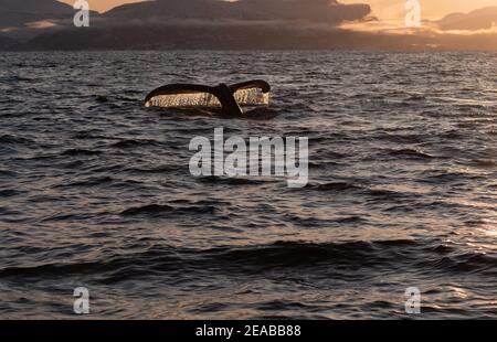 Norwegen, Nord-Norge, Skjervoy, Winter, Meer, Himmel, Sonnenuntergang, Wolken, Buckel, Megaptera novaeangliae, Tour, Fin Stockfoto