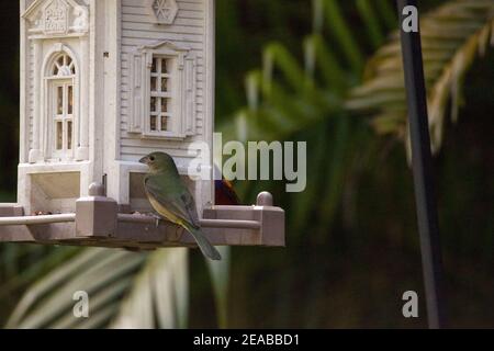 Weibchen gemalt ammer Passerina ciris Vogel auf einem Vogelfutterhäuschen in Naples, Florida. Stockfoto