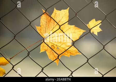 Herbstblätter, gelb verfärbte Ahornblätter auf einem Zaun im Hintergrund, Deutschland, Europa Stockfoto