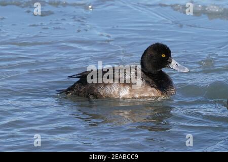 Größere Scaup Enten aka Blue Bills Stockfoto