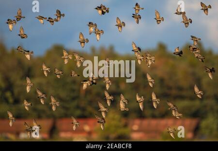 Europäischer Starling (Sturnus vulgaris), Flockenflug und Landung, Brandenburg, Deutschland Stockfoto