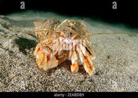 Einsiedlerkrabbe (Pagurus bernhardus, SYN .: Eupagurus bernhardus), Reykjavík, Faxafloi Bay, Island, Nordatlantik Stockfoto