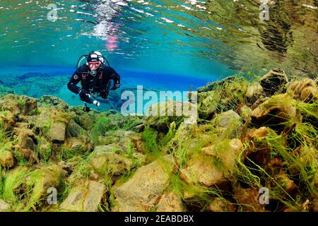 Silfra Fissure, Taucher in der kontinentalen Fissure Silfra, Tauchen zwischen den Kontinenten, Thingvellir Nationalpark, Island Silfra ist eine Fissure, Teil der divergierenden tektonischen Grenze zwischen der nordamerikanischen und eurasischen Platte Stockfoto