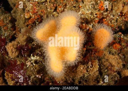 Tote Menschenhand oder tote Seehand (Alcyonium digitatum), eine weiche Korallenkolonie, Reykjavík, Faxafloi Bay, Island, Nordatlantik Stockfoto