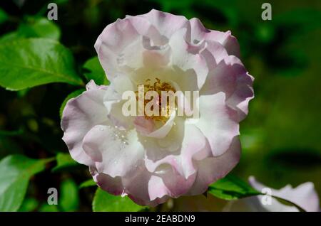 Eine rosa und weiße Rose in einem sonnigen Garten Stockfoto