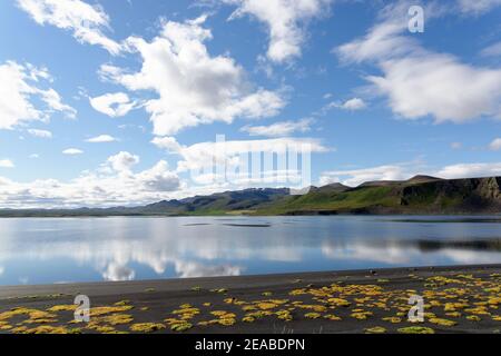 Salztolerante Pflanzen (Halyphyten) in der Bucht bei Lonslon in der nördlich von Island Stockfoto